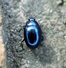 Attēlu rezultāti vaicājumam “Macrosiphoniella absinthii”