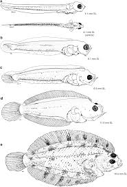 Image result for Myzopsetta ferruginea