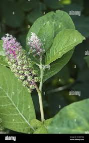 Attēlu rezultāti vaicājumam “Phytolacca acinosa fruit”