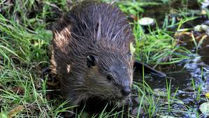 Image result for Beaver Sc