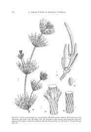 Attēlu rezultāti vaicājumam “Chara polyacantha”