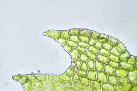 Attēlu rezultāti vaicājumam “Cephalozia loitlesbergeri”