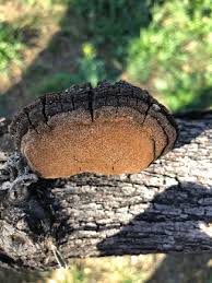 Attēlu rezultāti vaicājumam “Phellinus nigricans”