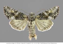 Attēlu rezultāti vaicājumam “Lacanobia contigua imago”