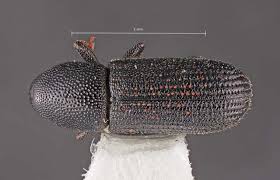 Attēlu rezultāti vaicājumam “Hylastes sp.”