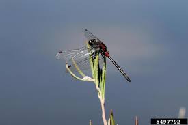 Attēlu rezultāti vaicājumam “Leucorrhinia”