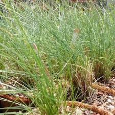 Attēlu rezultāti vaicājumam “Festuca rubra subsp. rubra leaf”