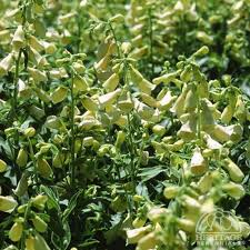 Image result for Digitalis grandiflora