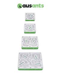 Image result for ytong ants