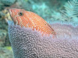 Image result for Cephalopholis fulva