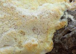 Attēlu rezultāti vaicājumam “Skeletocutis odora”