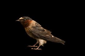 Image result for Petrochelidon pyrrhonota