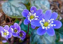 Attēlu rezultāti vaicājumam “Hepatica nobilis leaf”