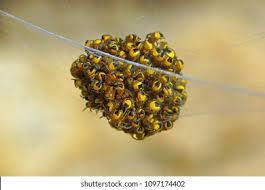 Attēlu rezultāti vaicājumam “Araneus diadematus eggs”