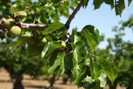 Attēlu rezultāti vaicājumam “Prunus armeniaca leaf”