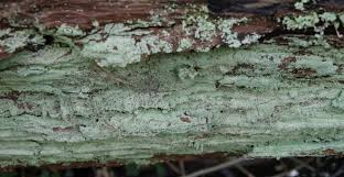 Attēlu rezultāti vaicājumam “Lepraria incana”