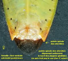 Attēlu rezultāti vaicājumam “Elasmostethus interstinctus imago”