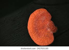 Attēlu rezultāti vaicājumam “Pycnoporus cinnabarinus”