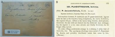 Attēlu rezultāti vaicājumam “Plagiothecium latebricola macro”