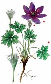 Attēlu rezultāti vaicājumam “Pulsatilla patens”