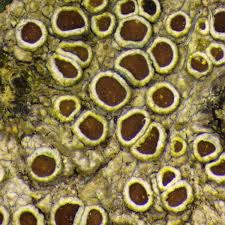 Attēlu rezultāti vaicājumam “Lecanora argentata”