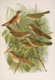 Image result for Locustella certhiola