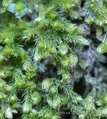 Attēlu rezultāti vaicājumam “Blepharostoma trichophyllum”