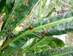 Attēlu rezultāti vaicājumam “Rumex crispus leaf”