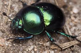 Attēlu rezultāti vaicājumam “Trypocopris vernalis”