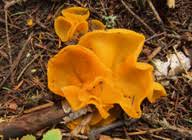 Attēlu rezultāti vaicājumam “Sowerbyella radiculata”