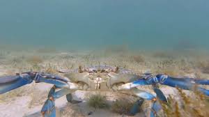 Image result for Callinectes sapidus