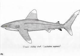 Image result for Carcharhinus longimanus