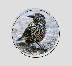 Attēlu rezultāti vaicājumam “Nucifraga caryocatactes adult”