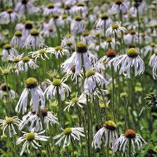 Image result for Echinacea pallida