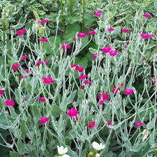 Image result for Lychnis coronaria