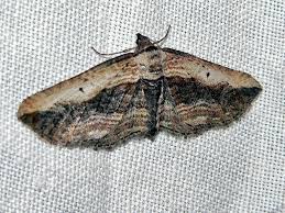 Attēlu rezultāti vaicājumam “Horisme vitalbata”