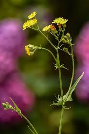 Attēlu rezultāti vaicājumam “Crepis tectorum fruit”