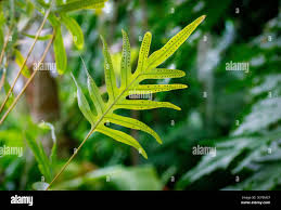Attēlu rezultāti vaicājumam “Colloderma robustum young”