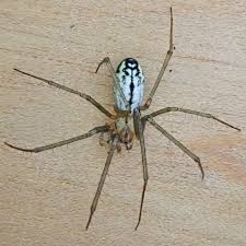 Attēlu rezultāti vaicājumam “Linyphiidae”