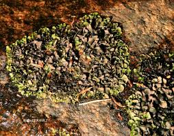 Attēlu rezultāti vaicājumam “Dermatocarpon luridum”