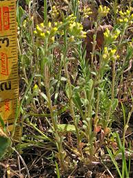 Image result for Alyssum diffusum