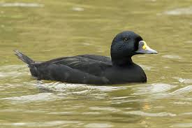 Attēlu rezultāti vaicājumam “Melanitta nigra male”