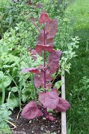 Image result for Atriplex hortensis