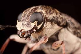 Attēlu rezultāti vaicājumam “Anthribidae”