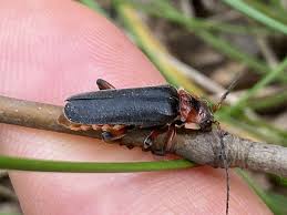 Attēlu rezultāti vaicājumam “Cantharis rustica”