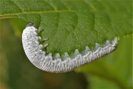 Attēlu rezultāti vaicājumam “Tenthredo mandibularis larva”