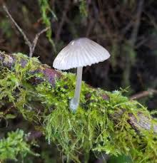 Attēlu rezultāti vaicājumam “Mycena abramsii”