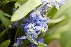 Attēlu rezultāti vaicājumam “Scilla siberica leaf”