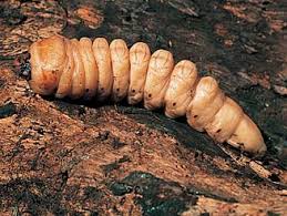 Attēlu rezultāti vaicājumam “Cerambycidae larva”