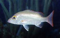 Image result for Lutjanus novemfasciatus